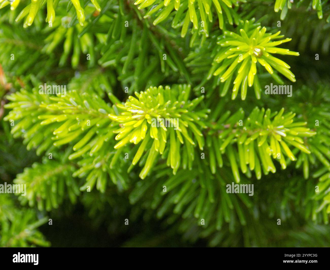 Abete siberiano (Abies sibirica) Foto Stock