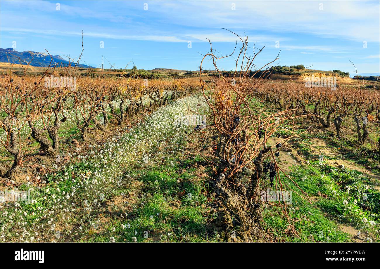 La Rioja, Spagna del Nord - 3 dicembre 2023 - le vigne cespugliose della regione vinicola la Rioja con una coltura di copertura per promuovere la salute del suolo e la biodiversità nel Foto Stock