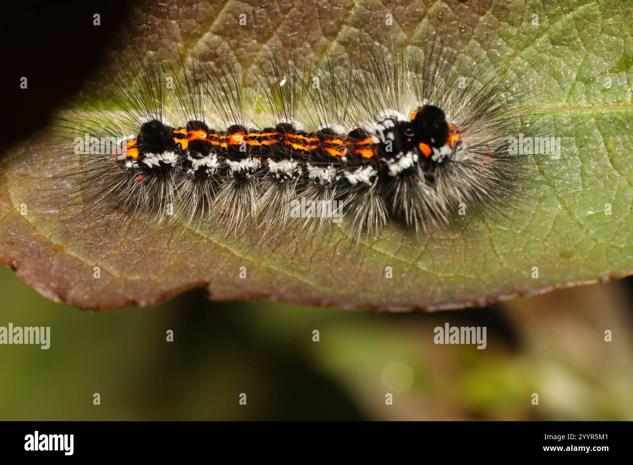 Swan Moth (Sphrageidus similis) Foto Stock