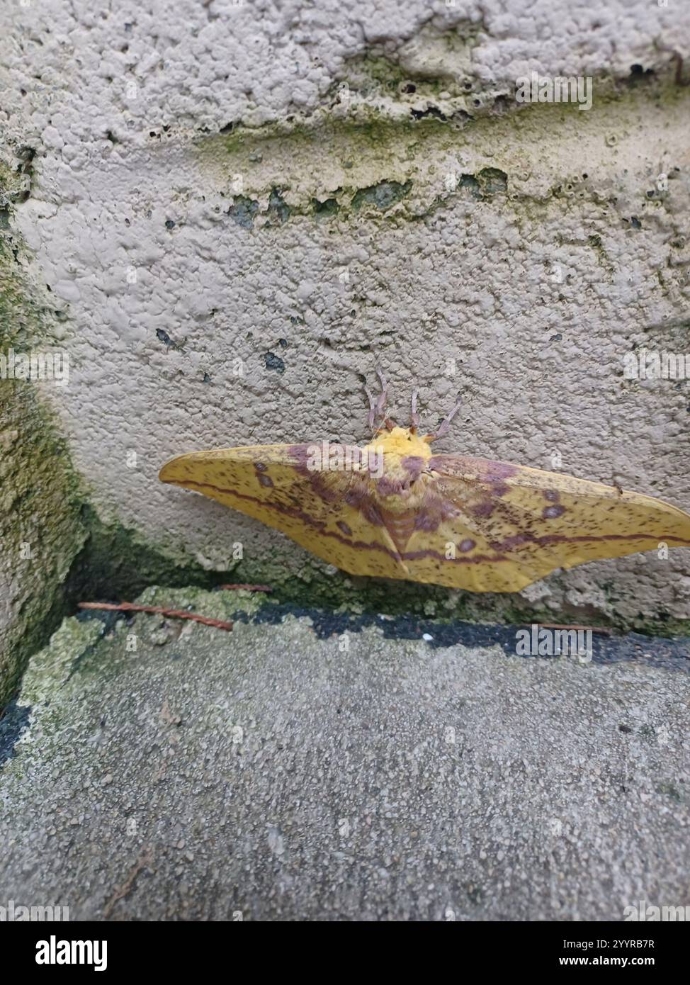 Imperial Moth (Eacles imperialis) Foto Stock