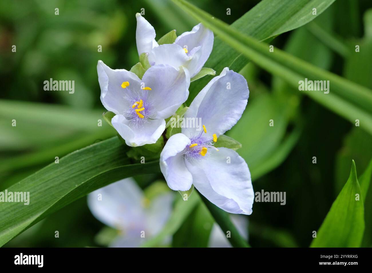 Tradescantia Andersoniana bianca e lilla, giglio di ragno «Osprey» in fiore. Foto Stock