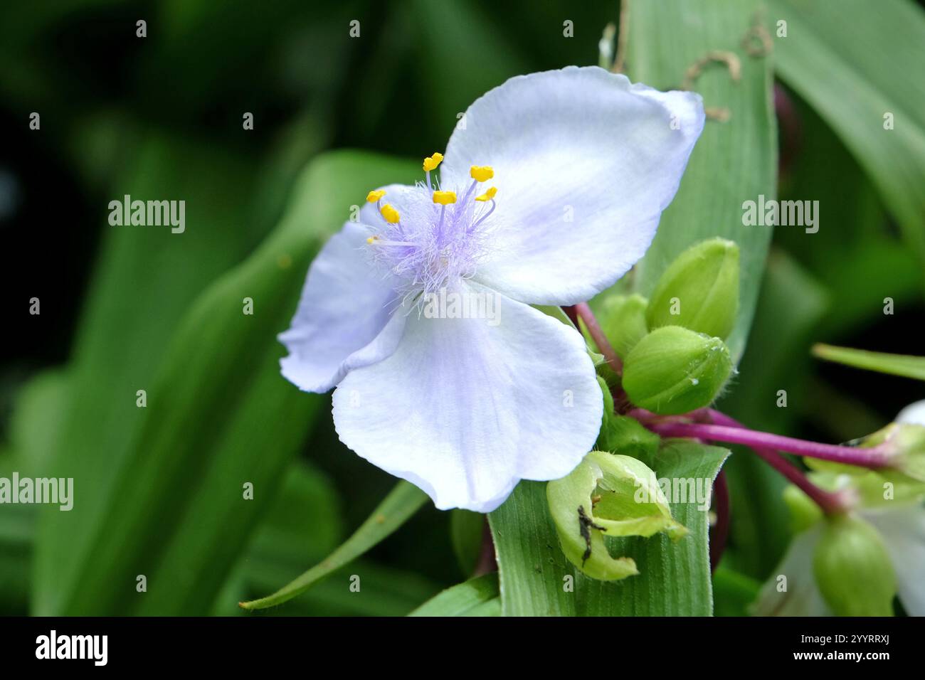 Tradescantia Andersoniana bianca e lilla, giglio di ragno «Osprey» in fiore. Foto Stock