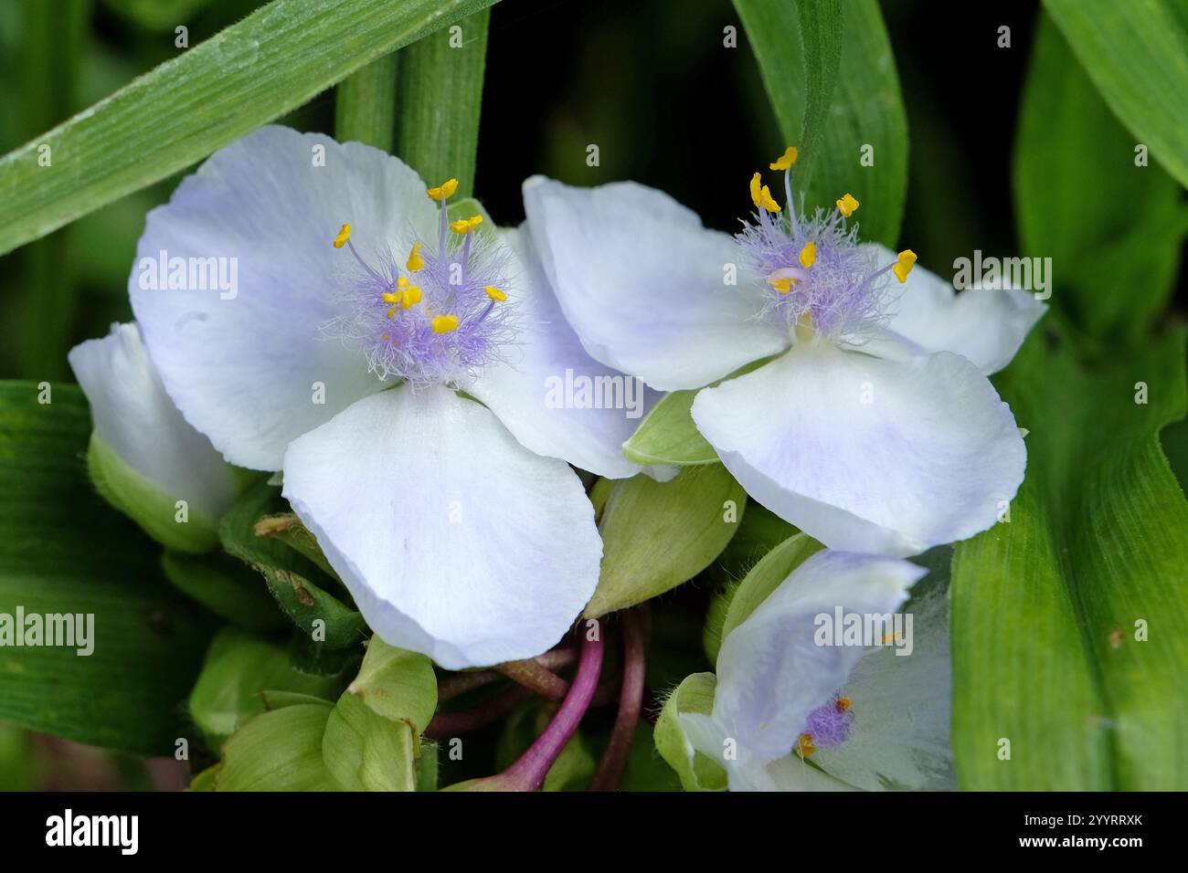Tradescantia Andersoniana bianca e lilla, giglio di ragno «Osprey» in fiore. Foto Stock