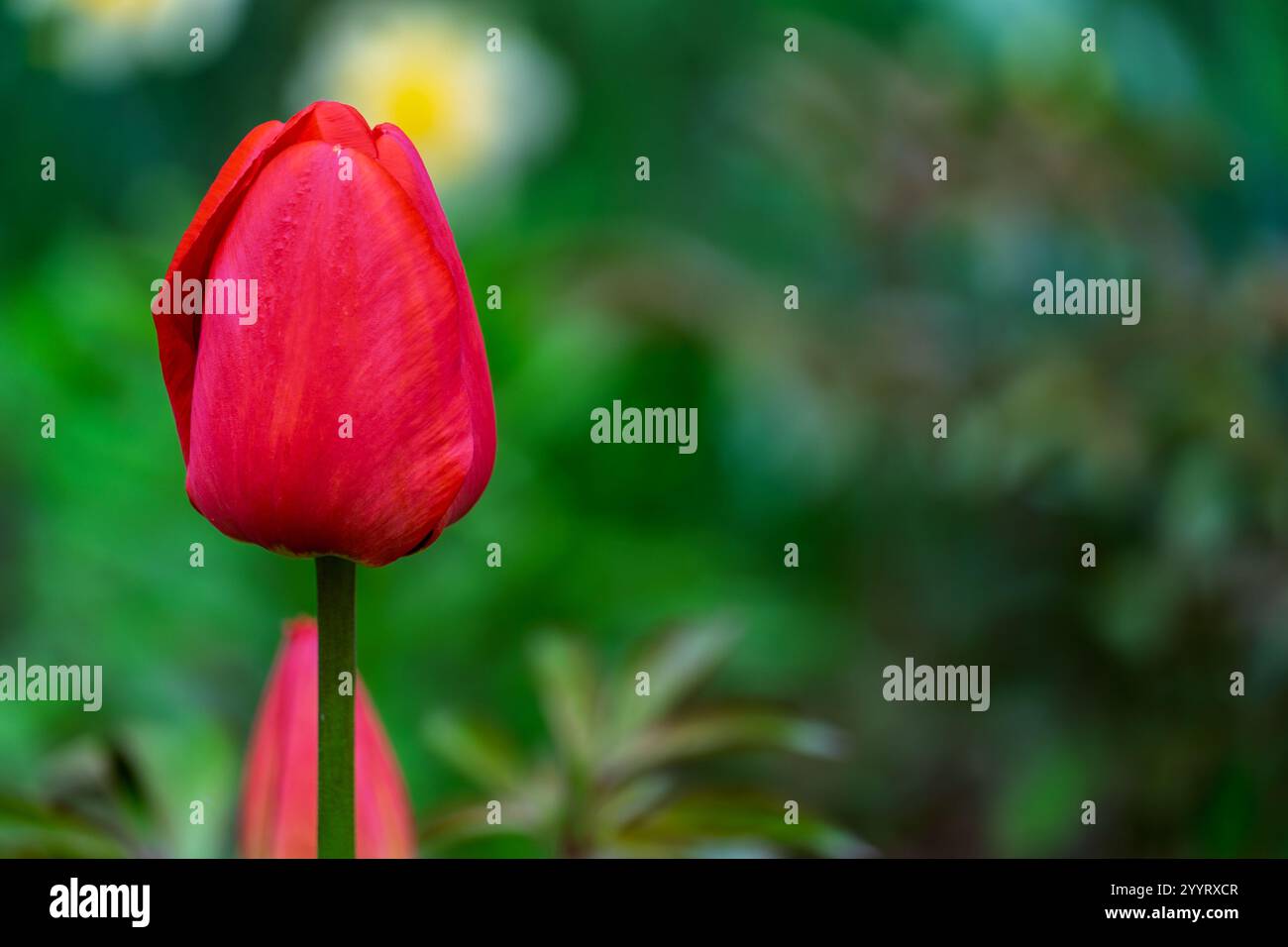 Un suggestivo tulipano rosso sorge graziosamente in un lussureggiante giardino, circondato da vegetazione verde e delicati fiori, che mostrano la bellezza della primavera e della vibra Foto Stock