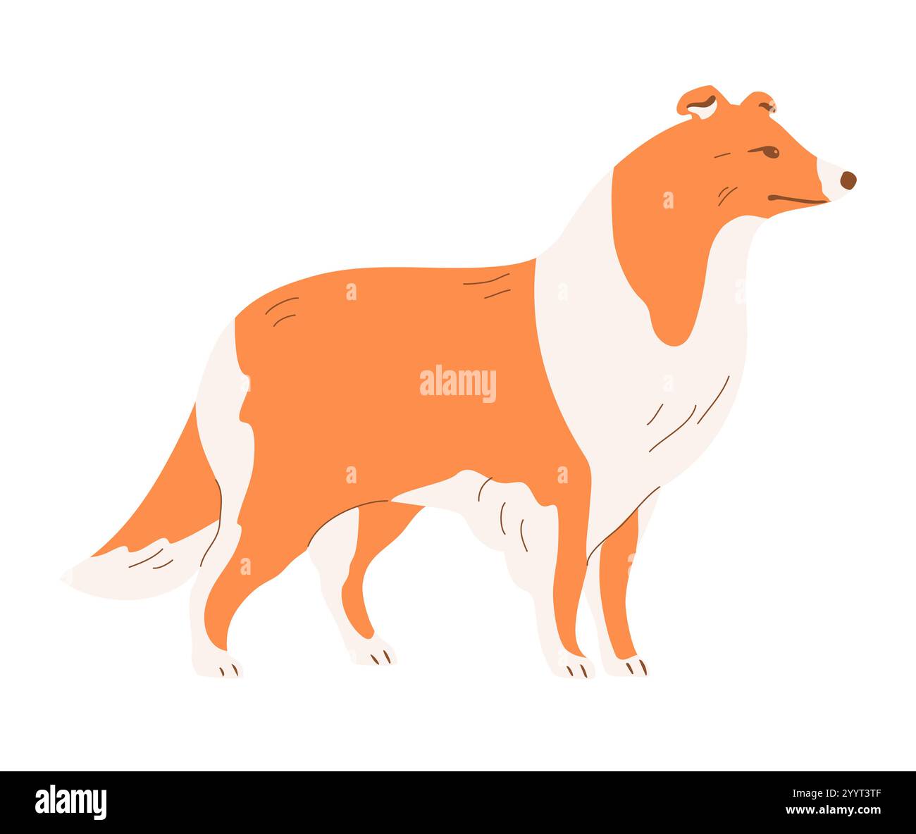 Shepherd Collie scozzese su sfondo bianco Illustrazione Vettoriale Shepherd Collie scozzese su sfondo bianco Illustrazione Vettoriale