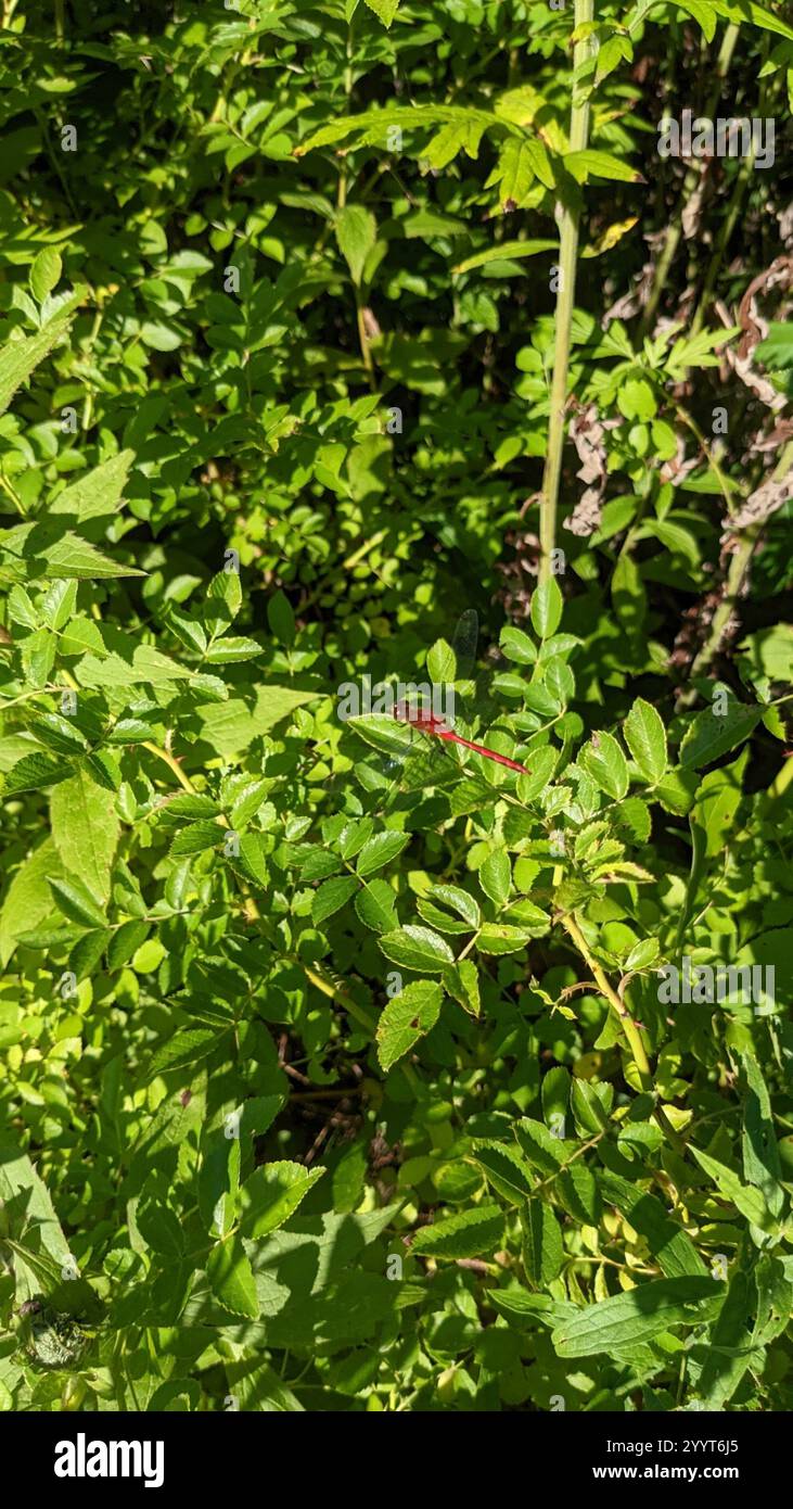 Ruby Meadowhawk (Sympetrum rubicundulum) Foto Stock