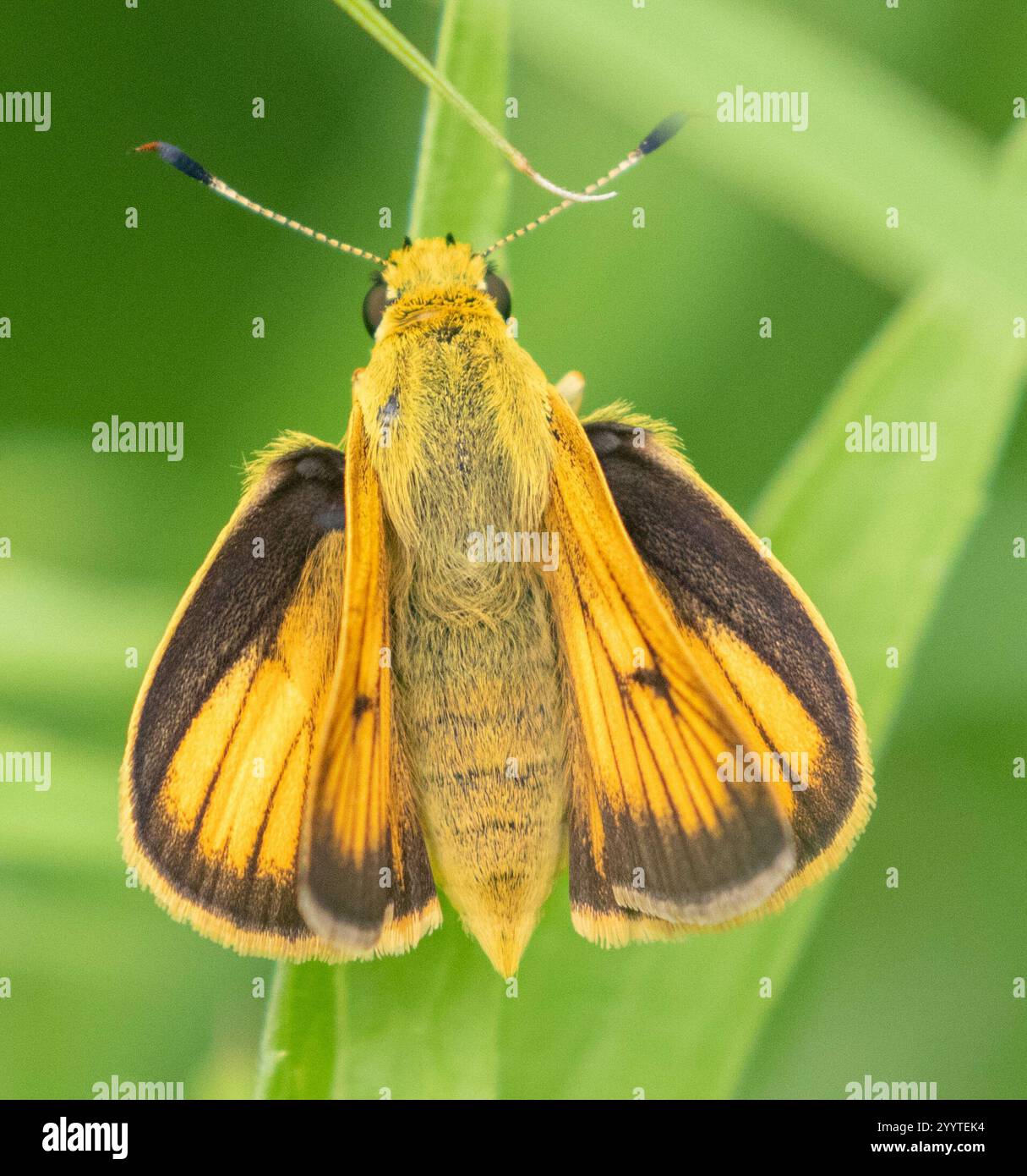 Skipper Delaware (logan Anatrytone) Foto Stock