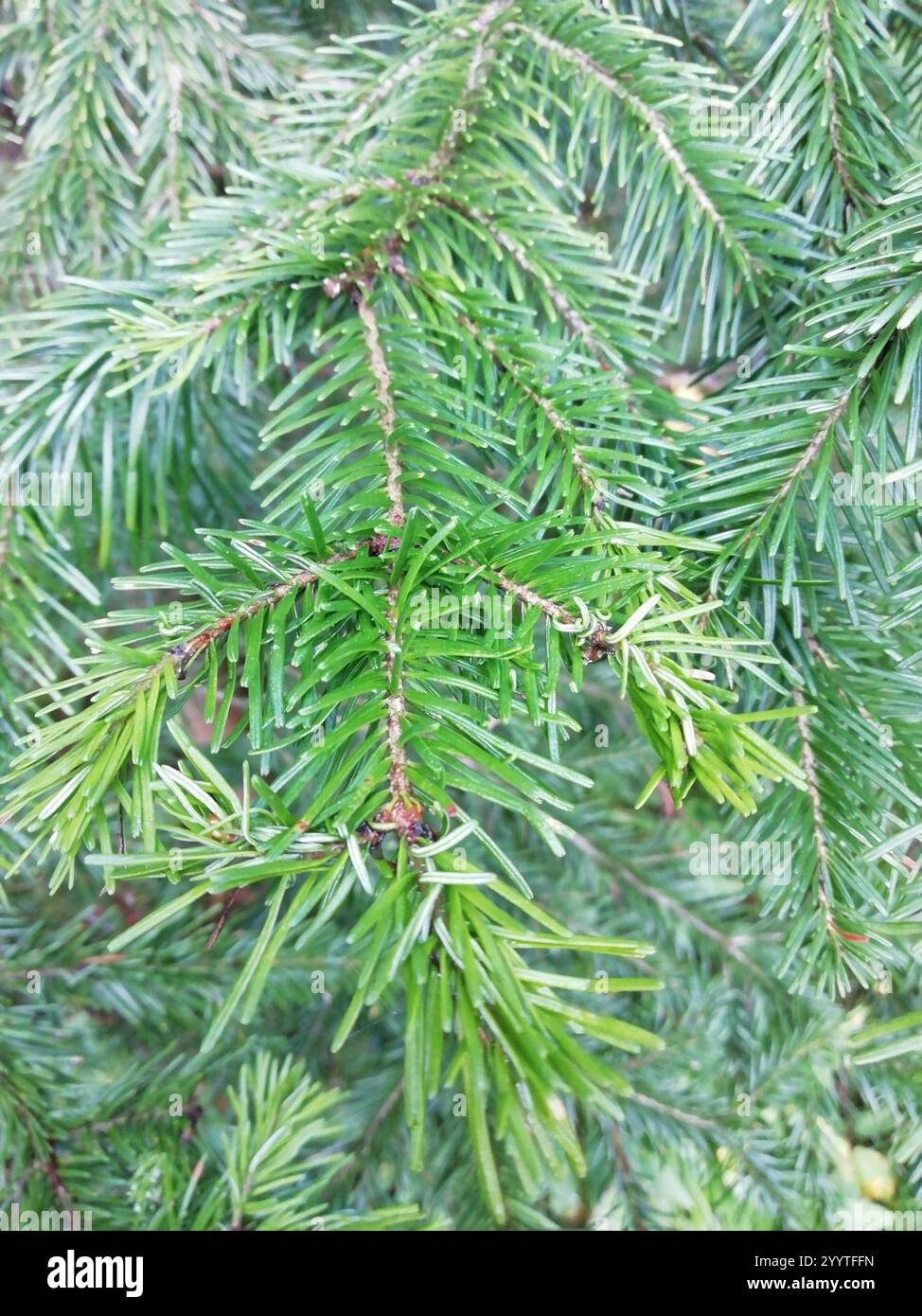 Abete siberiano (Abies sibirica) Foto Stock