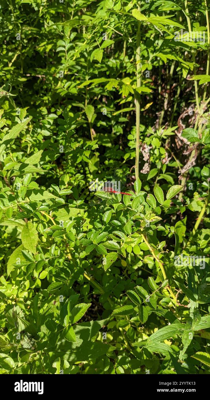 Ruby Meadowhawk (Sympetrum rubicundulum) Foto Stock