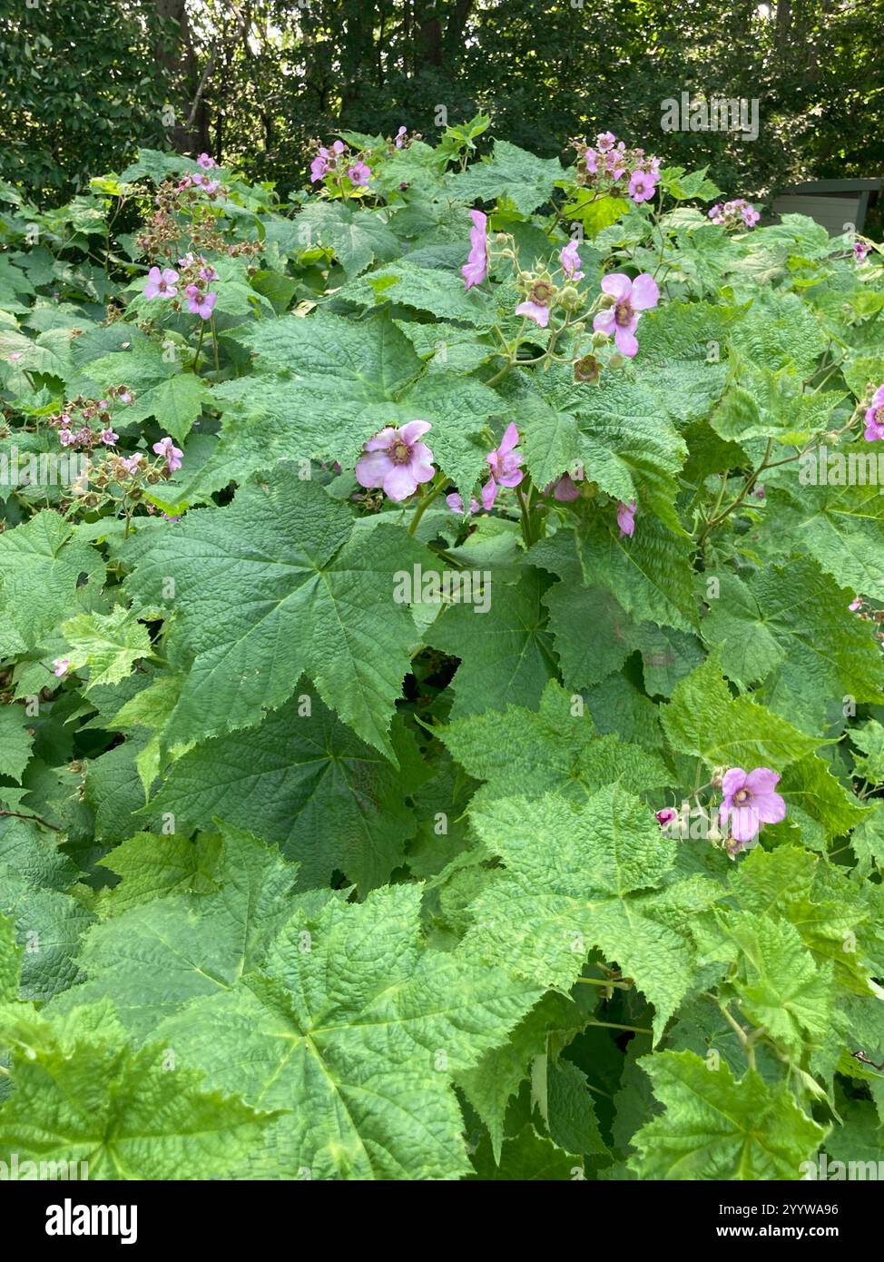 Lampone a fiore viola (Rubus odoratus) Foto Stock