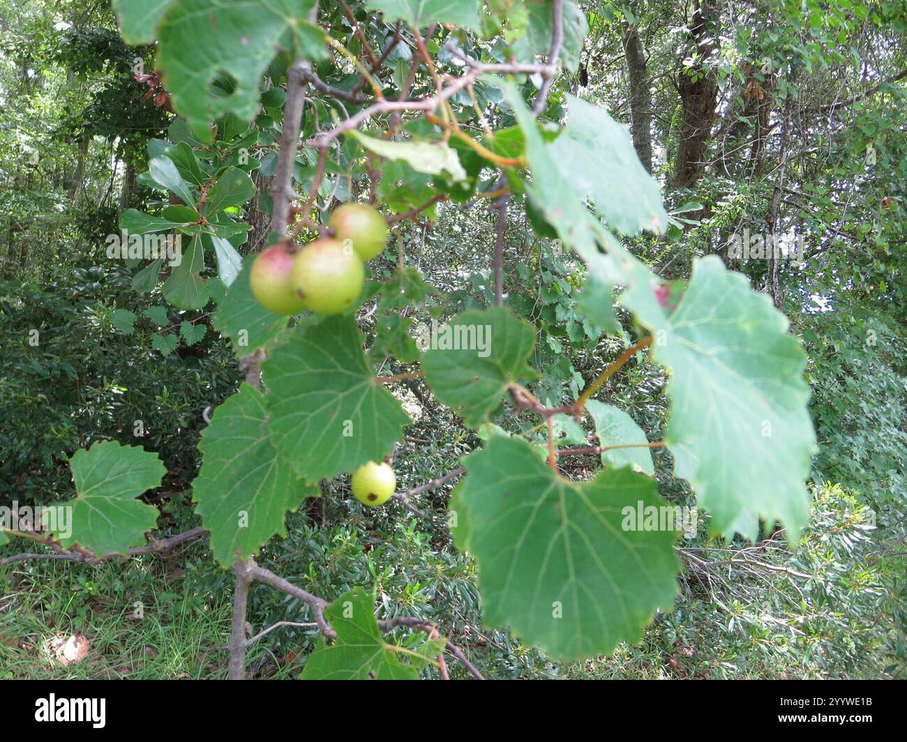 Muscadina (Vitis rotundifolia) Foto Stock