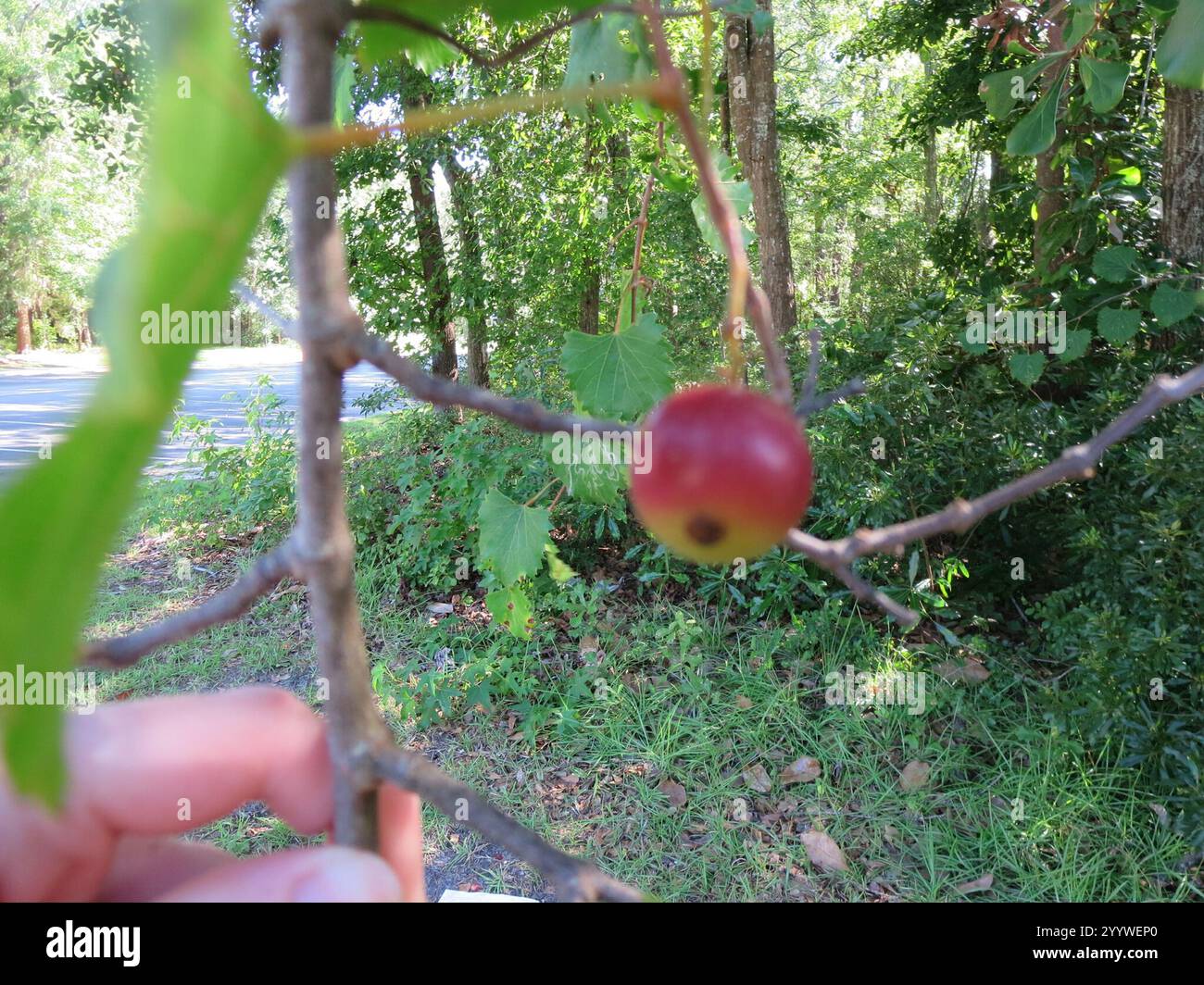 Muscadina (Vitis rotundifolia) Foto Stock
