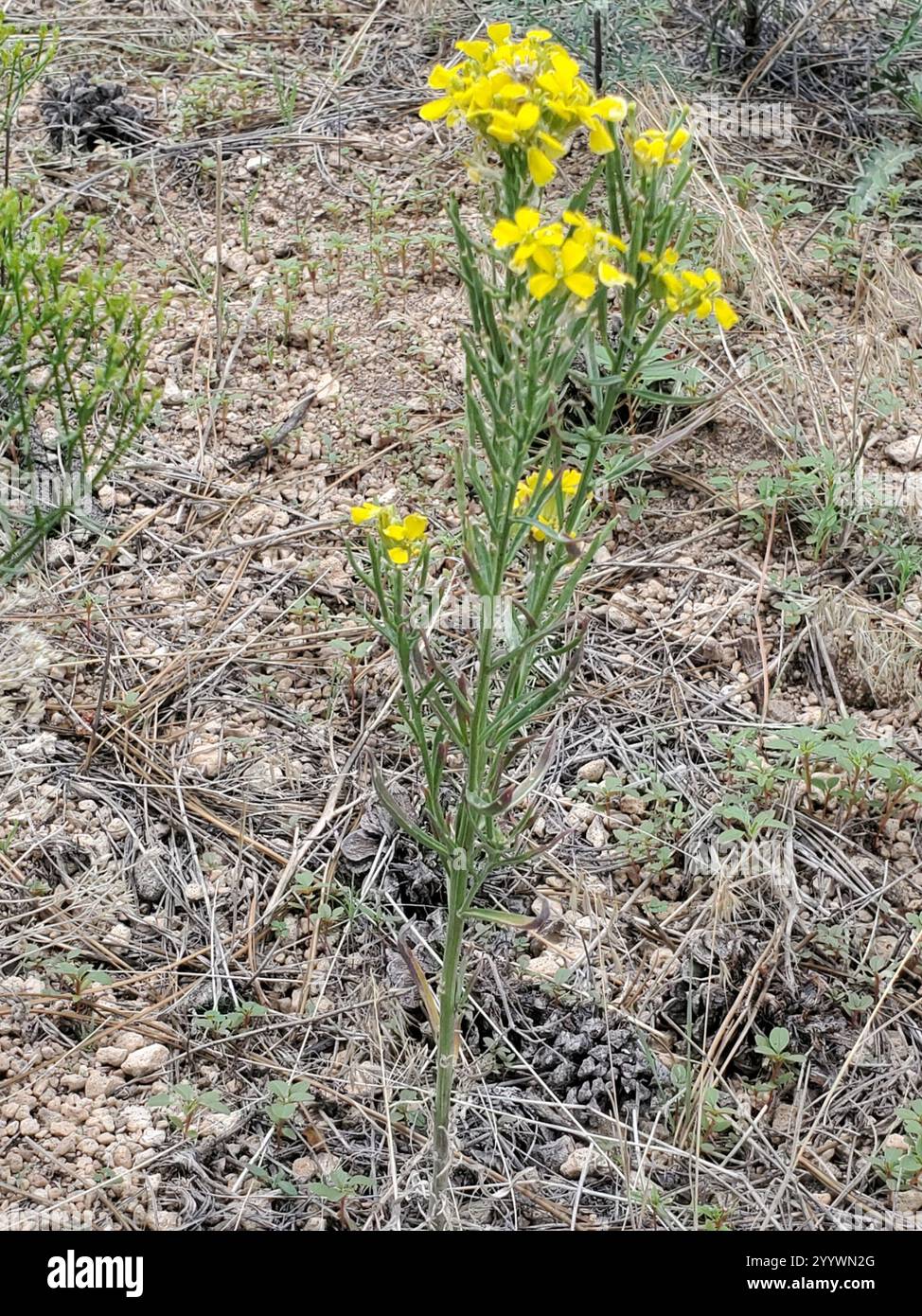 Wallflower occidentale (Erysimum capitatum) Foto Stock