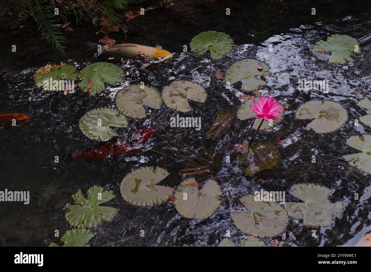 Carpa di carpa koi arancione (Cyprinus carpio haematopterus) e un giglio d'acqua di fiori rossi sulla cima di tamponi di giglio verdi sul bordo della riva e in piedi in acqua. Lo Foto Stock