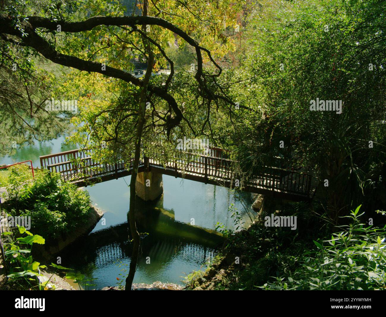 Ampia vista verso il basso verso il ponte pedonale di sostegno diviso sull'acqua e lussureggianti alberi verdi. Linee principali degli arti degli alberi verso l'acqua sottostante con riflessi. Foto Stock
