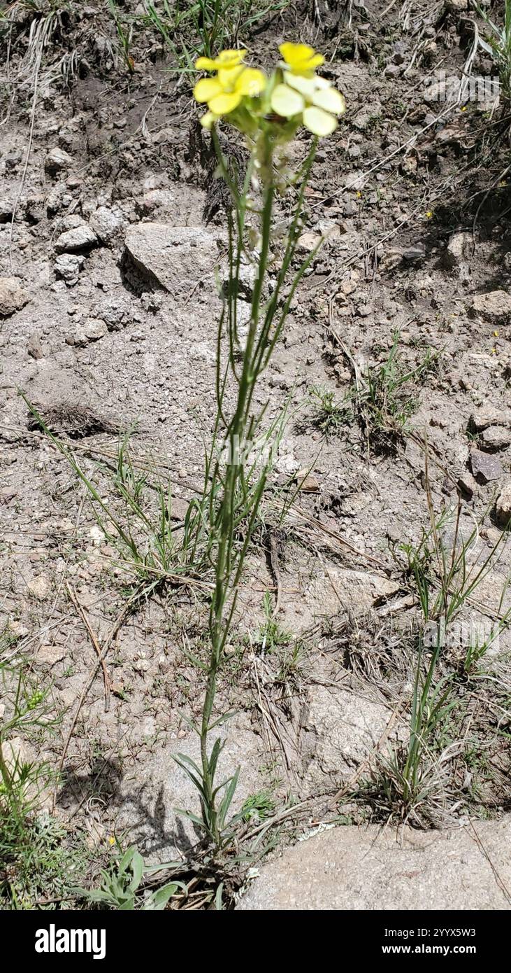 Wallflower occidentale (Erysimum capitatum) Foto Stock