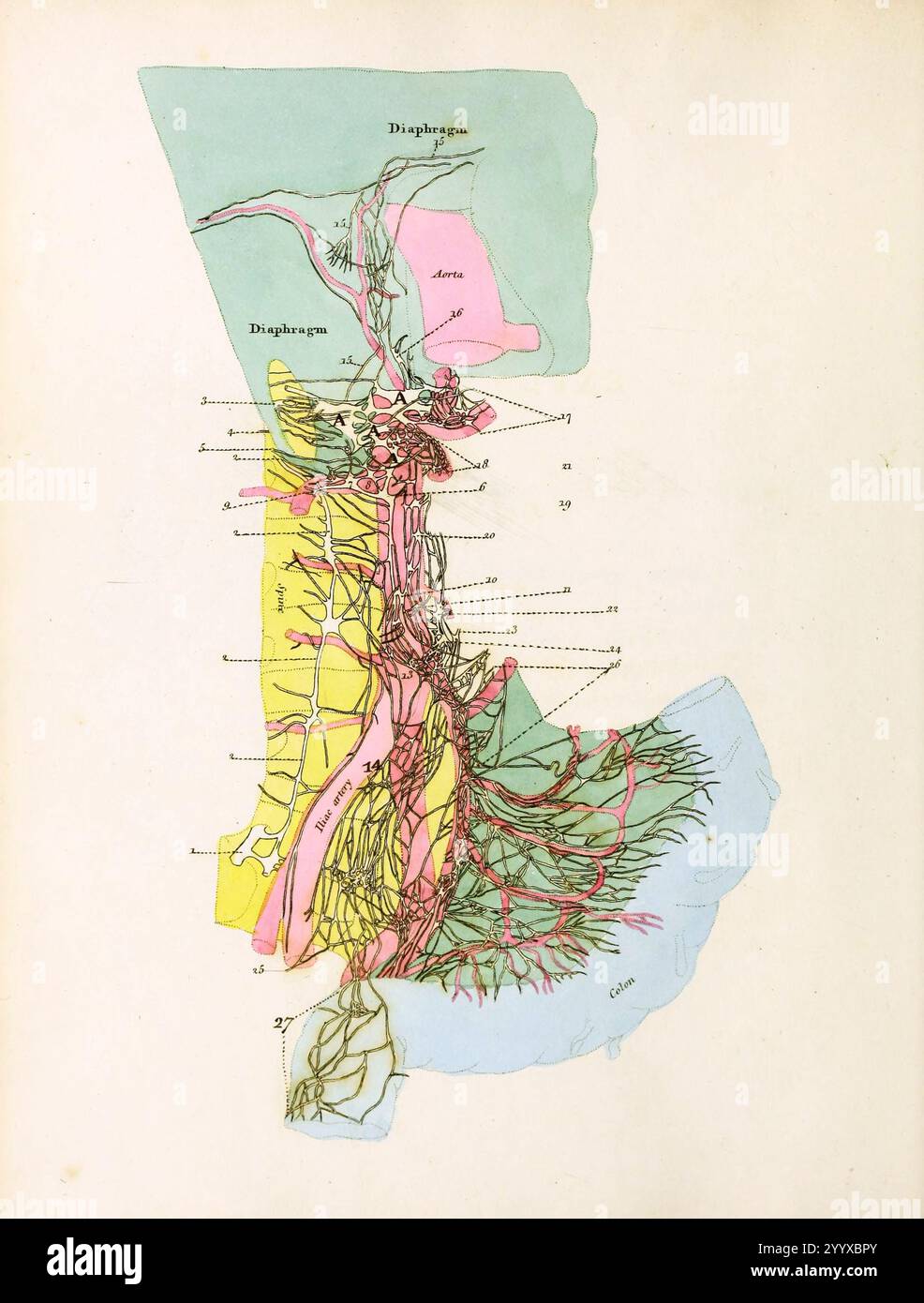 John Gottlieb Walter's Plates of the thoracic and Addominal Nerves, pubblicato nel 1804, Plate espone una vista dei nervi del lato destro del corpo. Foto Stock