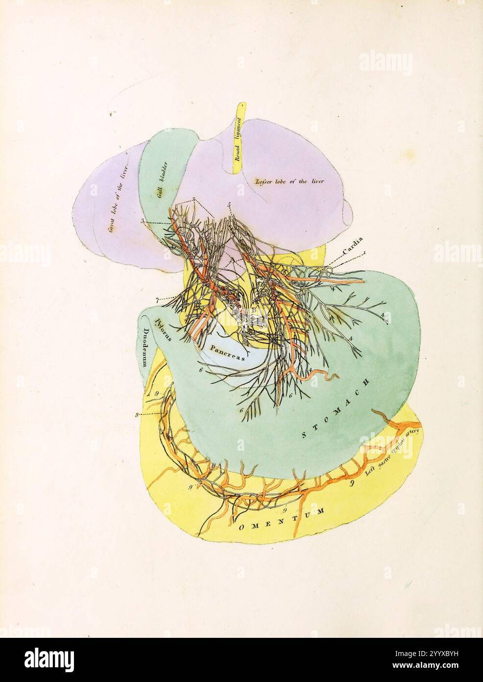 John Gottlieb Walter's Plates of the thoracic and Addominal Nerves, pubblicato nel 1804, Plate espone una vista dei nervi del fegato e dello stomaco emessi dai gangli celiaci. Foto Stock