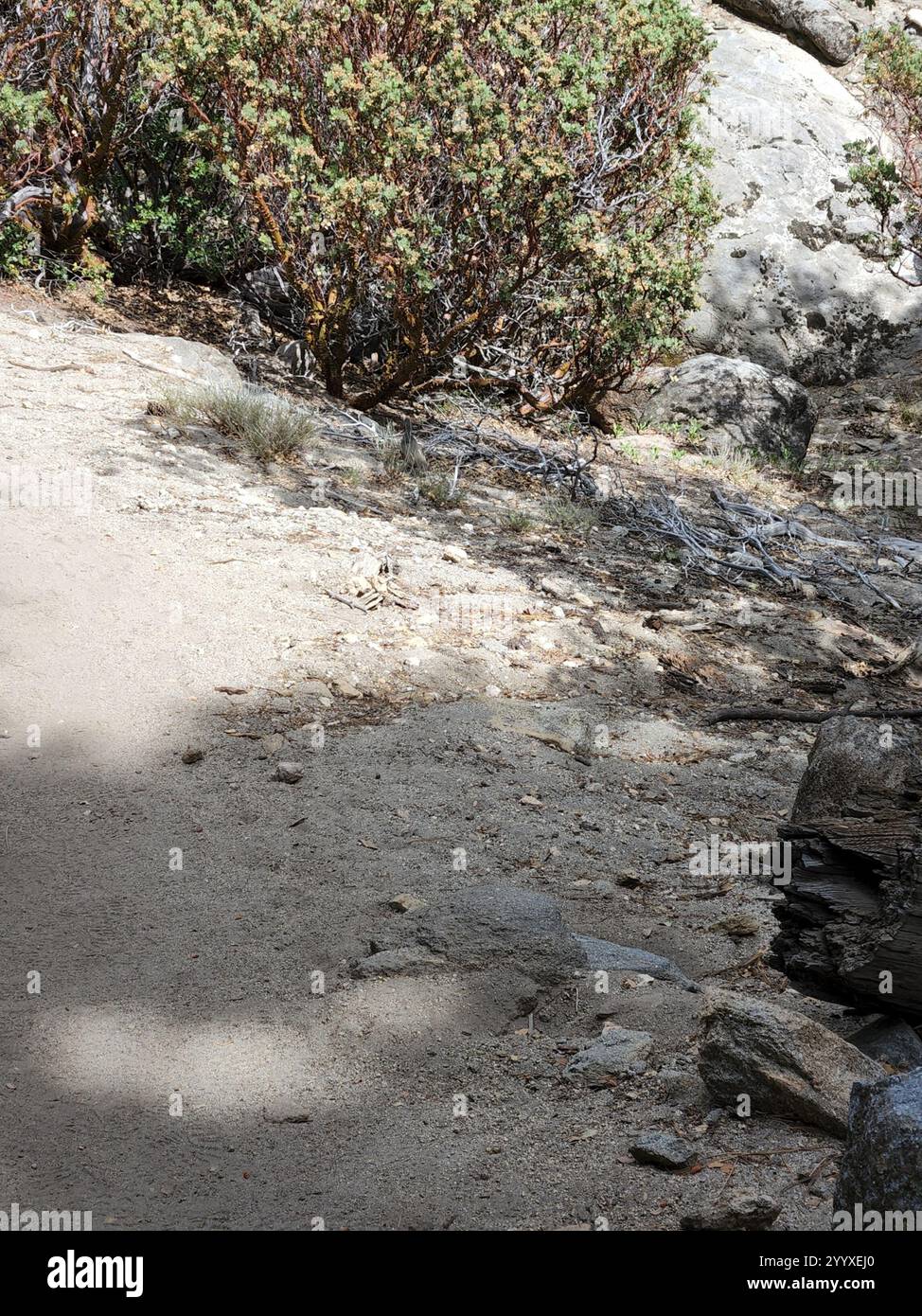 Quail di montagna (Oreortyx pictus) Foto Stock