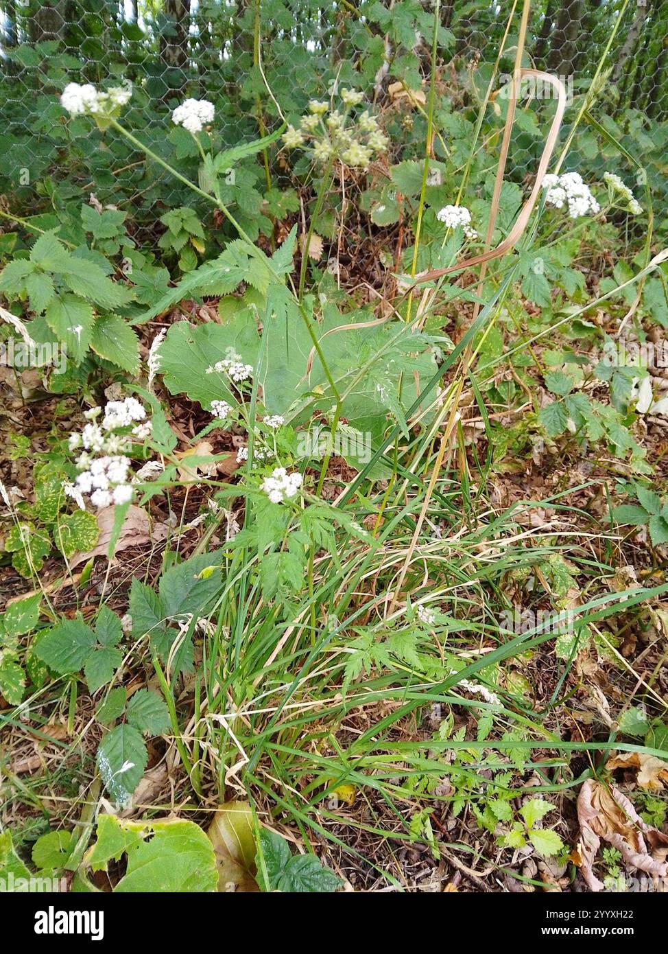 Prezzemolo siepe verticale (Torilis japonica) Foto Stock