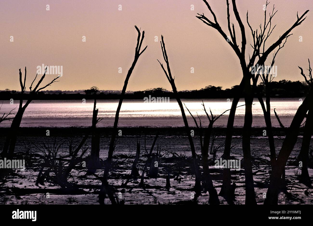Alberi morti sul lago Ninan, Victoria Plains, Australia Occidentale Foto Stock