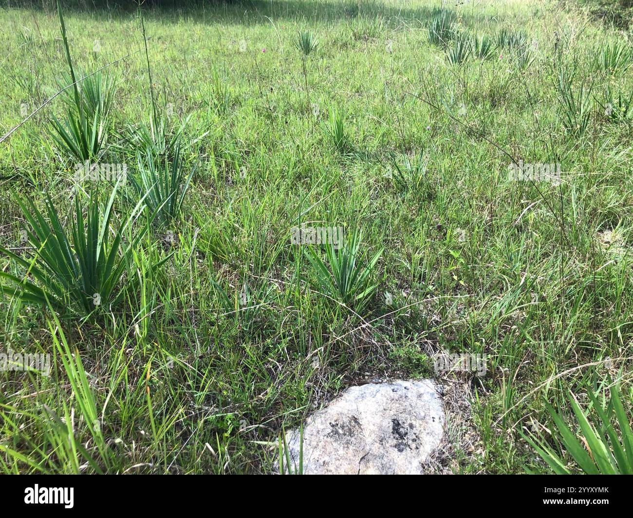 Yucca a foglia debole (Yucca flaccida) Foto Stock