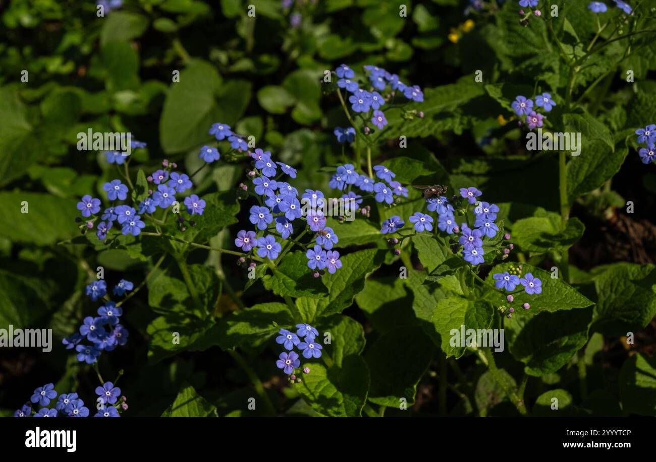Blue Forget-me-nots Blooming in un giardino illuminato dal sole Foto Stock