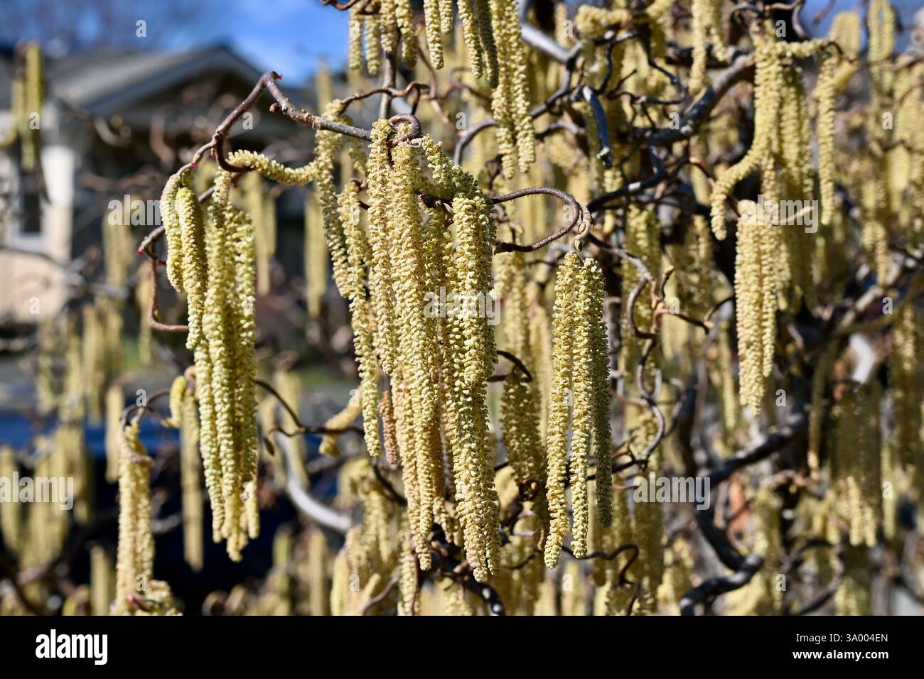 Gattini fioriti di nocciola comune (nocciola, Corylus avellana) a Seattle nel mese di febbraio Foto Stock