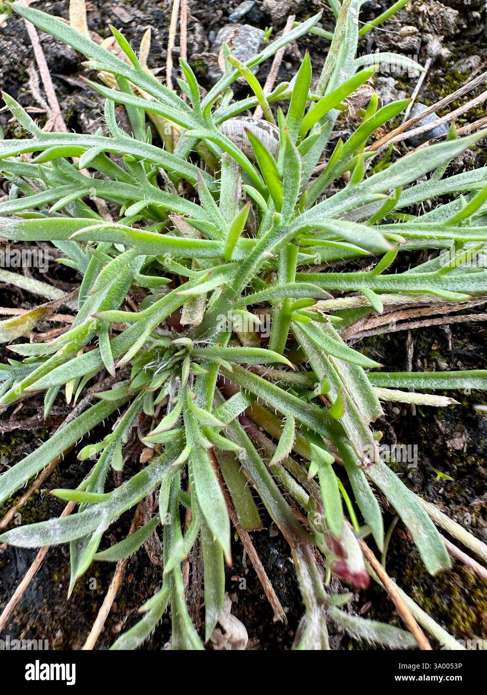 Buck's-Horn Plantain (Plantago coronopus), Plantae, A4232, Cardiff, Galles, GB, le foglie sono pinnaticamente divise. Foto Stock