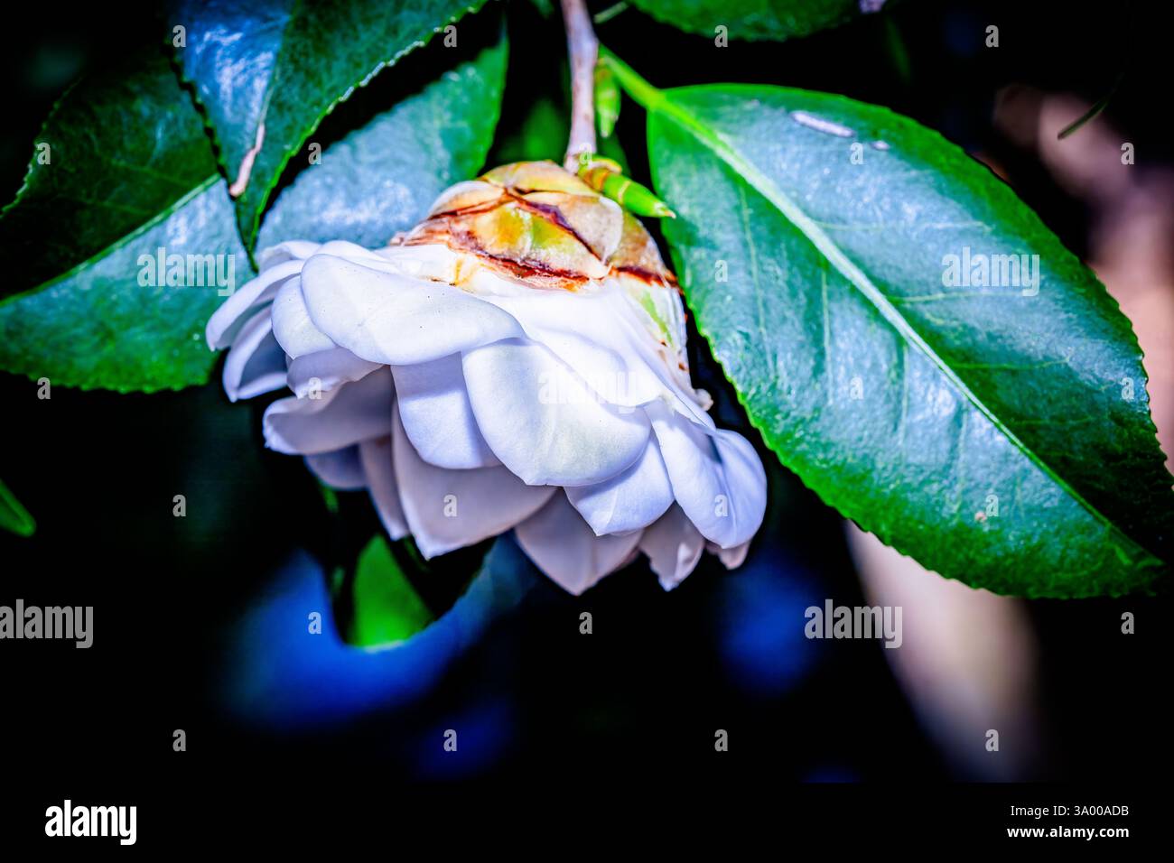 Splendidi fiori primaverili, peonia, camilla, azalea, fiori d'arancia, fiore bianco, fiore rosa ad alta risoluzione foto di fiori giardino bella Foto Stock