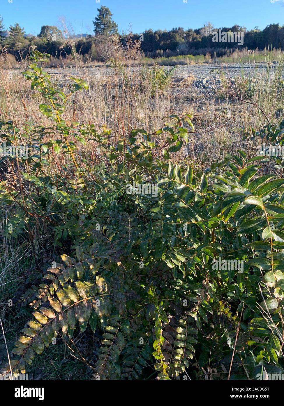 Tree Tutu (Coriaria arborea), Plantae, te Waipounamu/Isola del Sud, Kaikōura, Canterbury, nuova Zelanda, ma molto più corta che altrove, più corta nella treccia. Più alto nei margini vegetati. Inizialmente si chiedeva se specie di statura più breve, ma presumendo guidate dall'esposizione. Foto Stock