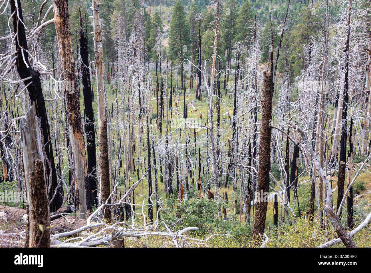 Parco nazionale di Yosemite, California - alberi bruciati in un incendio nel parco nazionale di Yosemite. Il colore bianco su molti rami è dovuto alla cenere lasciata dietro Foto Stock