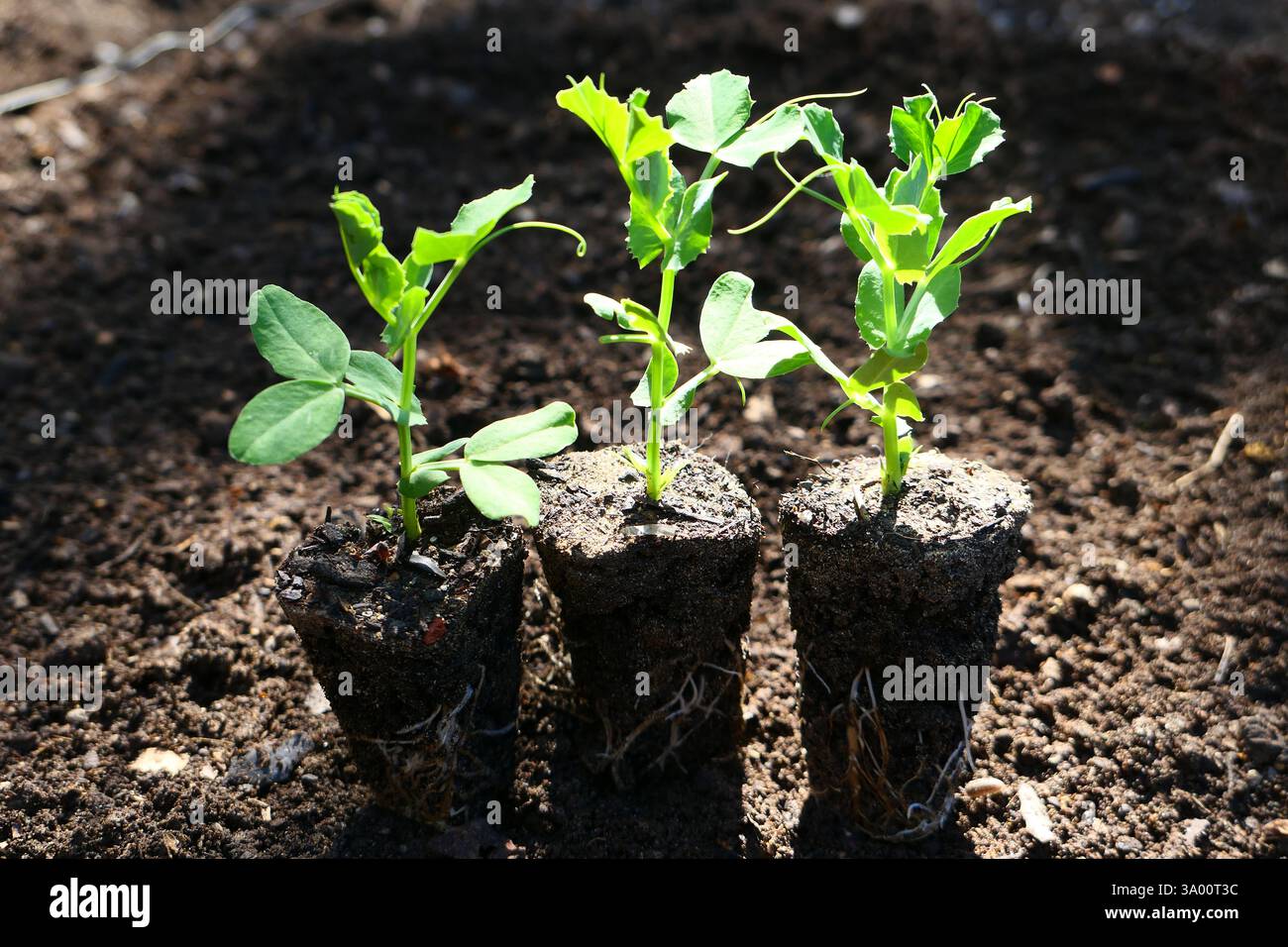 Diverse giovani piantine di piselli delle nevi con foglie verdi vibranti germogliano da un terreno ricco di nutrienti, simboleggiando la crescita, la coltivazione e i nuovi inizi. Foto Stock