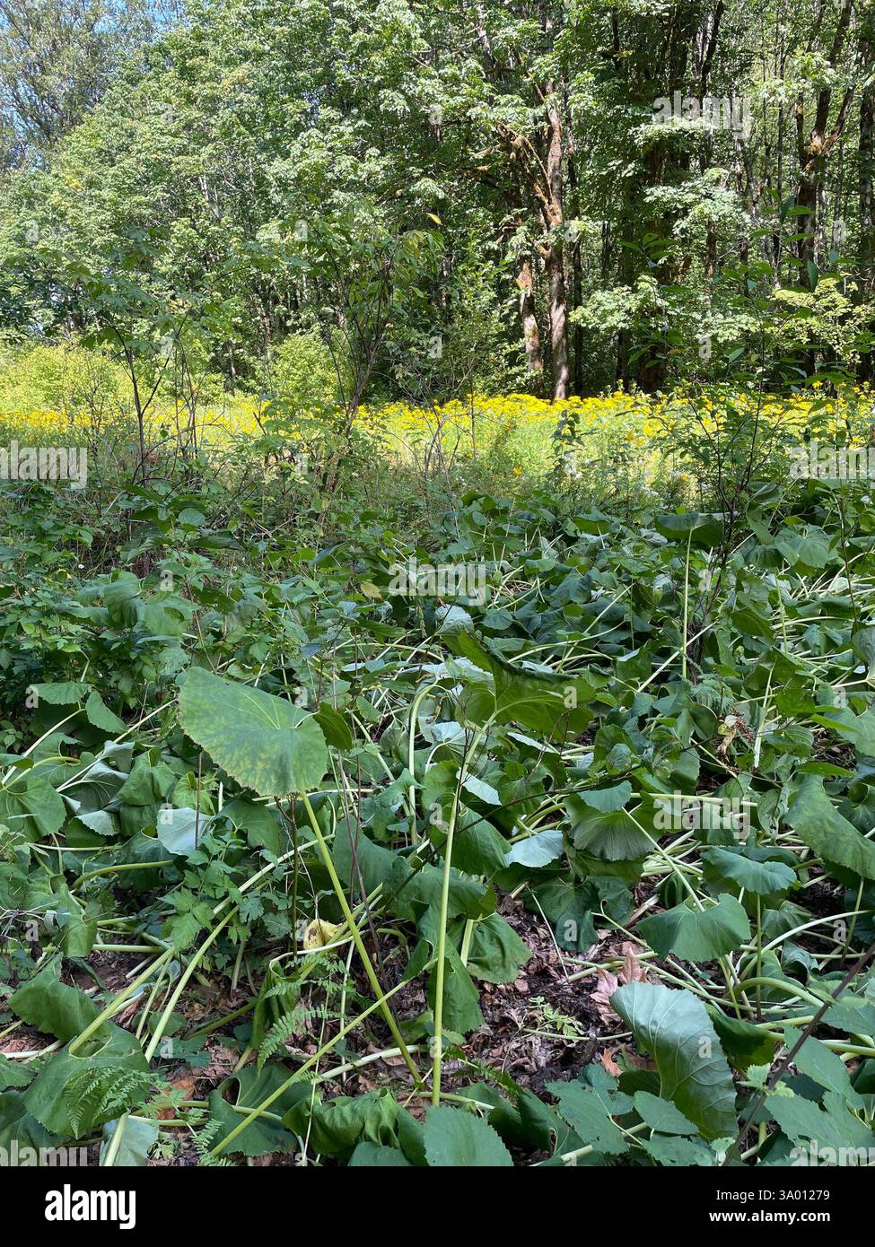 Butterbur gigante (Petasites japonicus), Plantae, Mt. Baker-Snoqualmie National Forest, Skykomish, Washington, Stati Uniti, Patch di oltre 2000 metri quadrati nel corridoio della linea elettrica Foto Stock