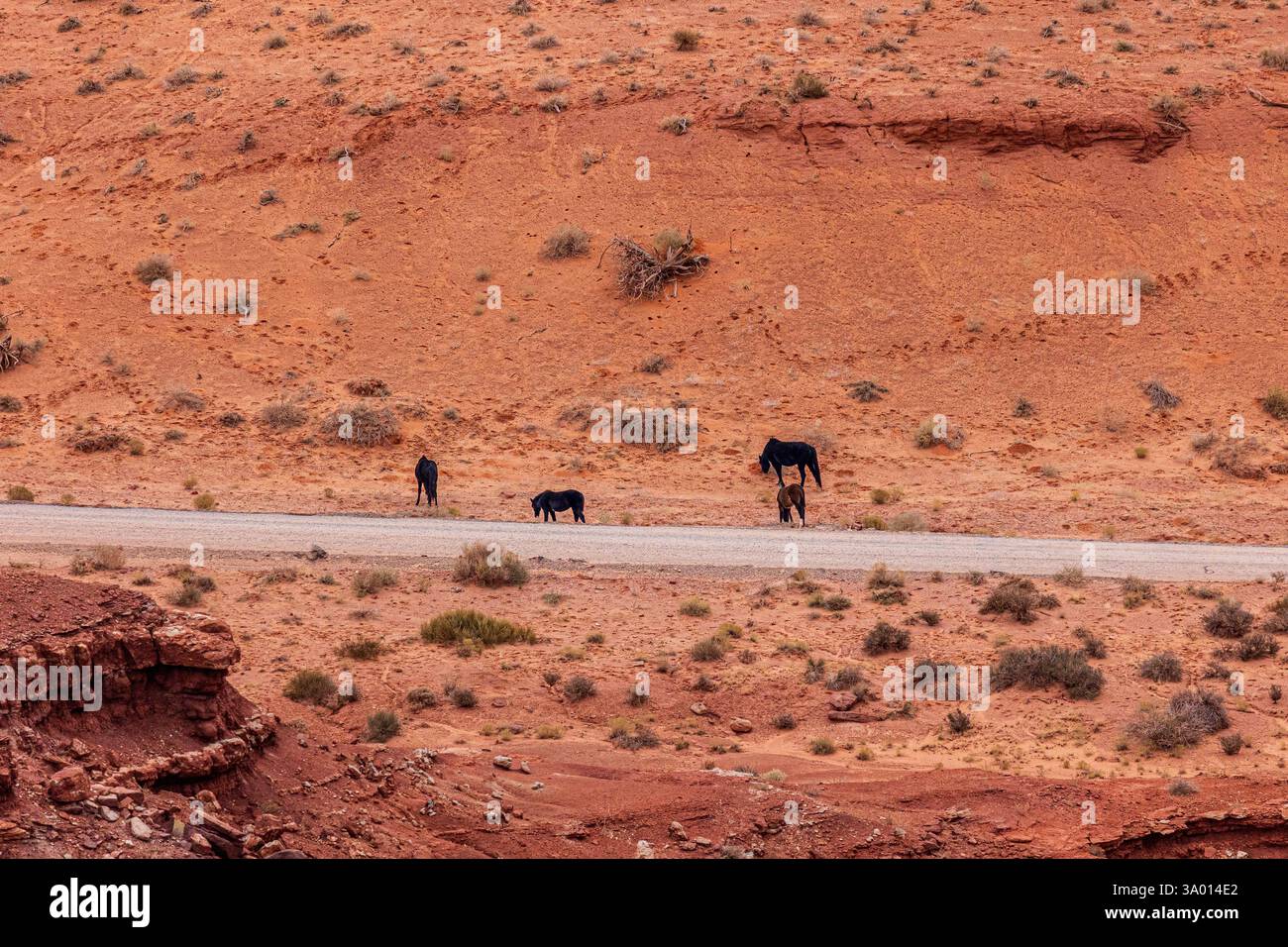 Cavalli liberi nella Monument Valley. Foto Stock