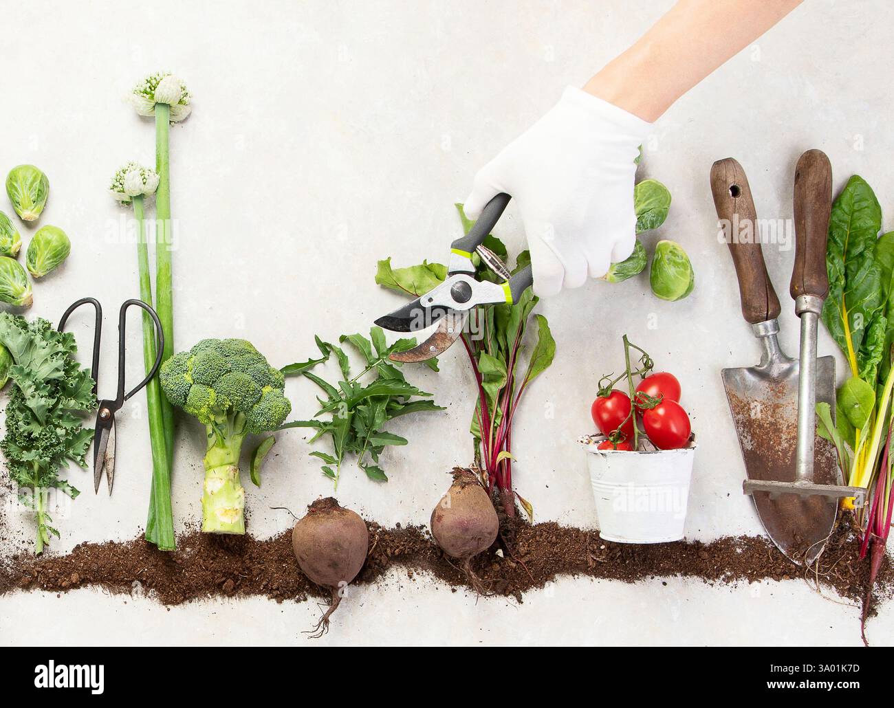 Verdure che crescono in compost - patate, lattuga, insalata, broccoli e barbabietole su sfondo bianco. Vista dall'alto. Foto Stock