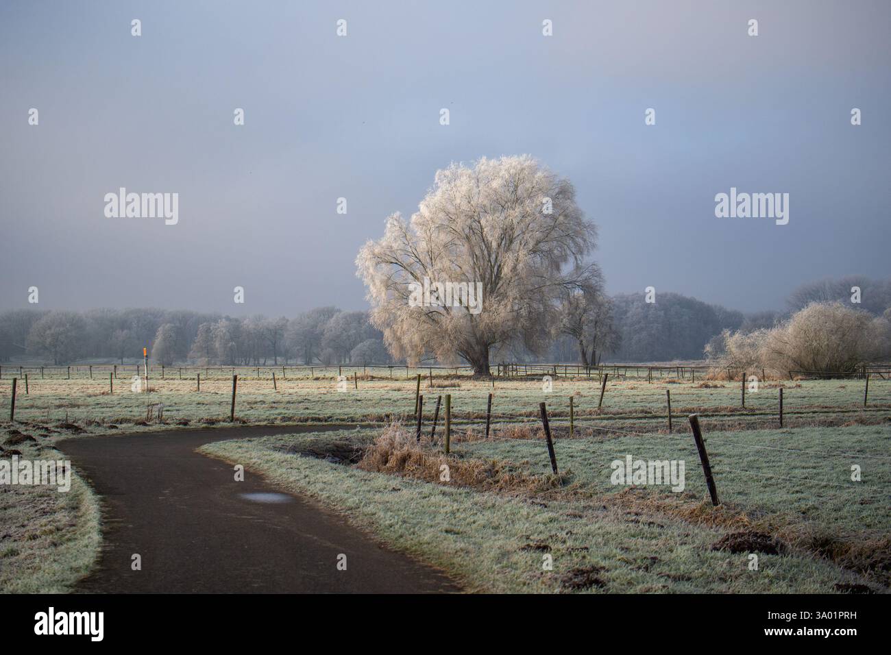 Mattina invernale ghiacciata in campagna con albero ghiacciato e sentiero rurale Foto Stock