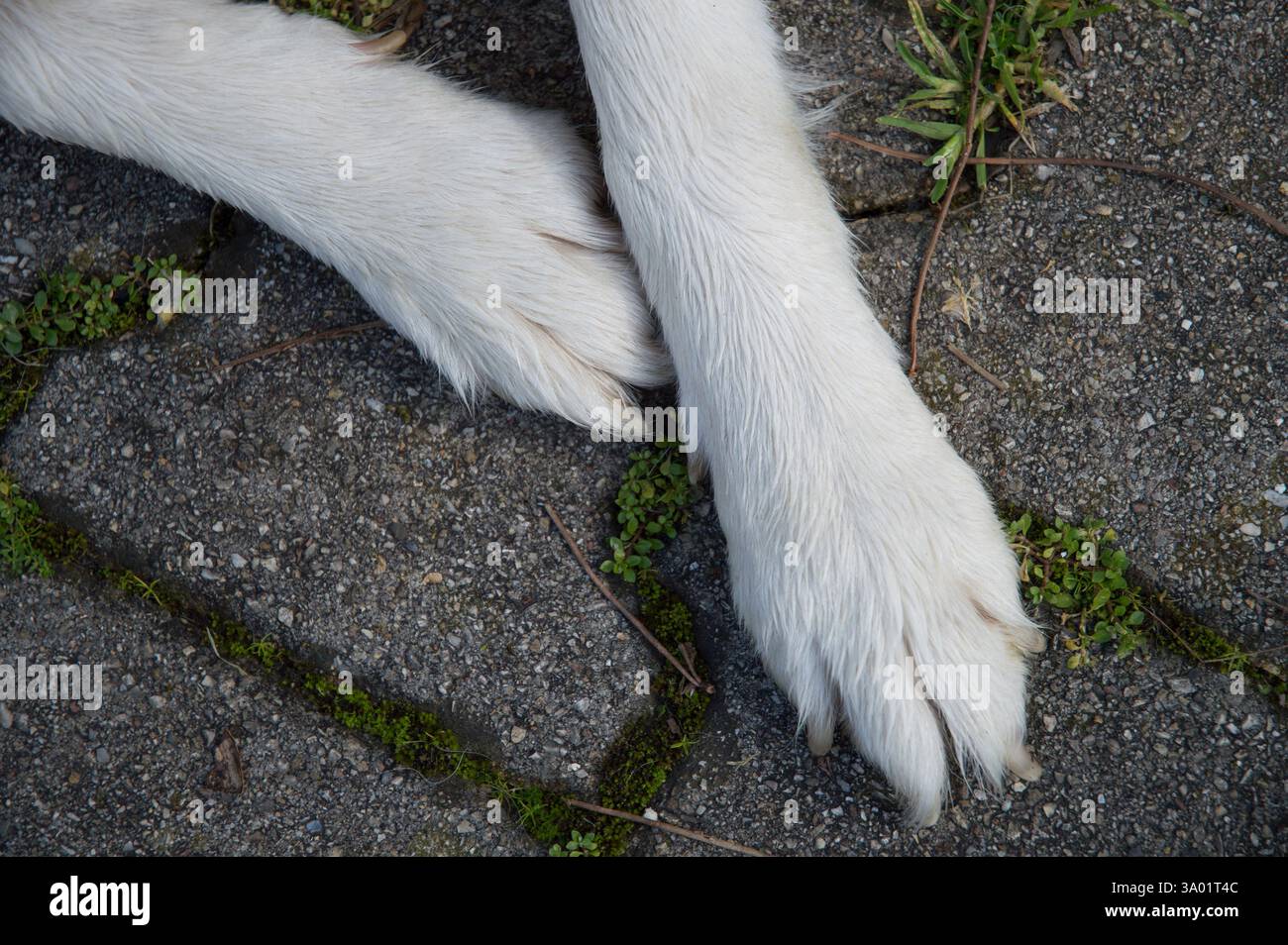 Primo piano di zampe di cane bianche poggiate su una superficie di pavimentazione in calcestruzzo, con erba verde che cresce nelle fessure Foto Stock