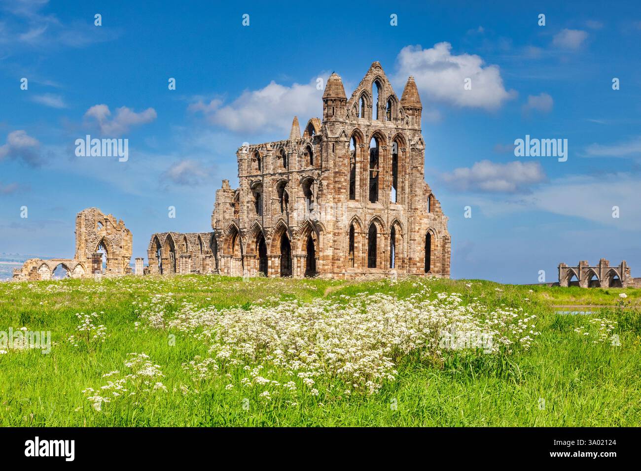 Whitby Abbey, North Yorkshire, in una splendida giornata di primavera, con prezzemolo di mucca in primo piano. Whitby Abbey era un monastero cristiano del VII secolo... Foto Stock