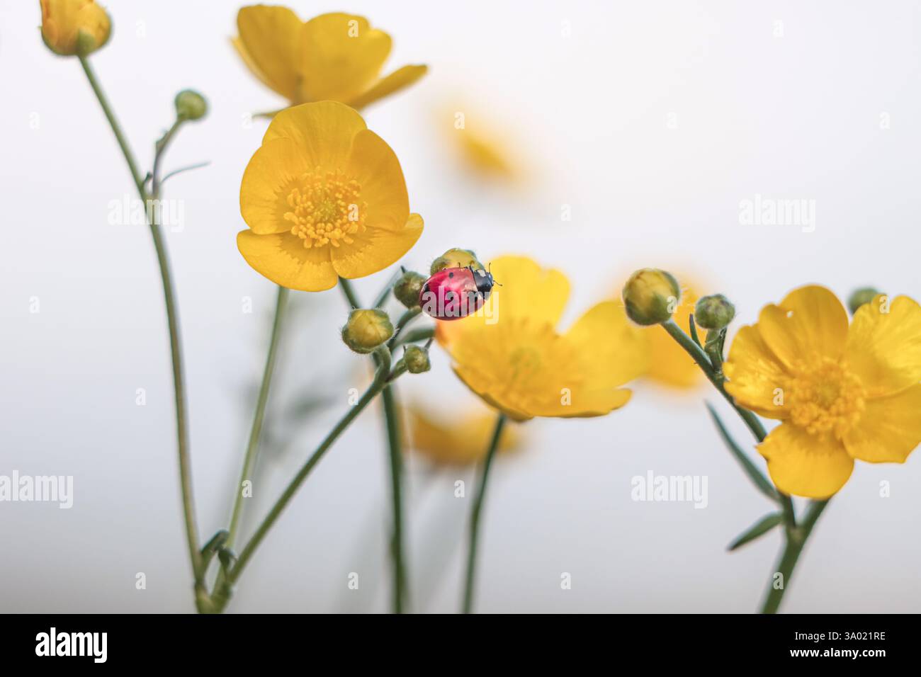 Coccinelle sur de jolies boutons d'Or! Jour ensoleillé sur la Prairie d'Alsace dans le Haut-Rhin Foto Stock