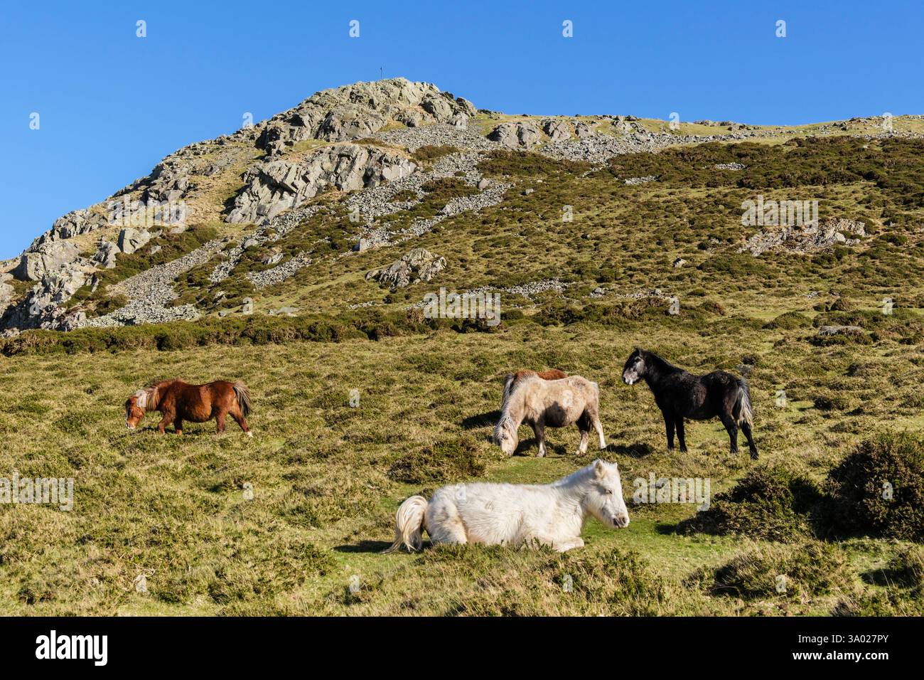 Wild Welsh Mountain Ponies sulla collina di Garreg Fawr nelle colline Carneddau del Parco Nazionale di Snowdonia vicino a Llanfairfechan, Conwy, Galles del nord, Regno Unito, Gran Bretagna. Foto Stock