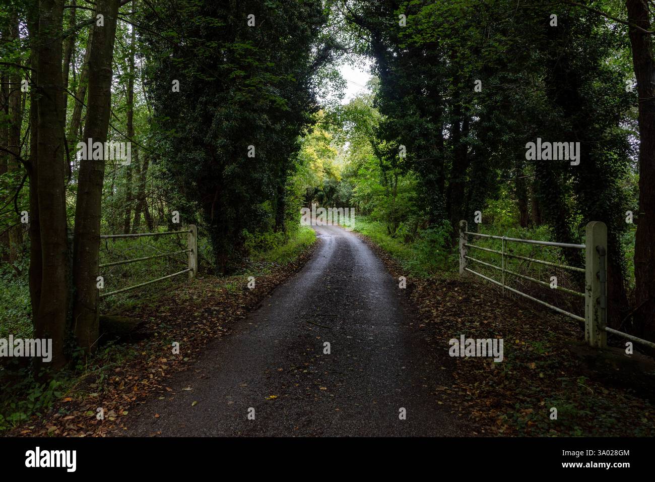 Country Lane Pettistree Suffolk Foto Stock