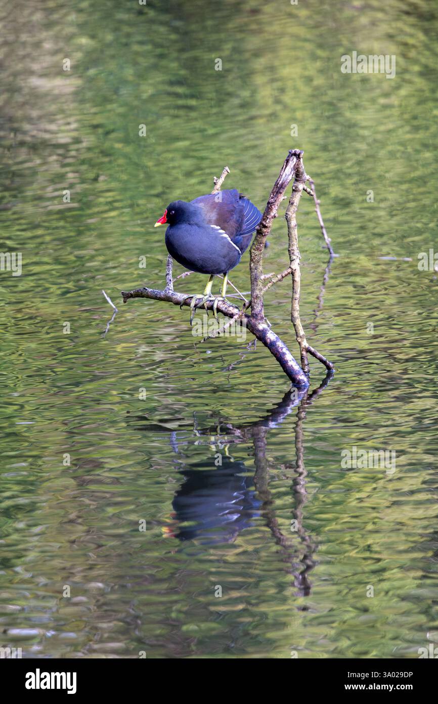 Un singolo uccello di uccelli acquatici di rana arroccato su un ramo nel mezzo di un lago all'inizio della primavera, iniziando a costruire un nido Foto Stock