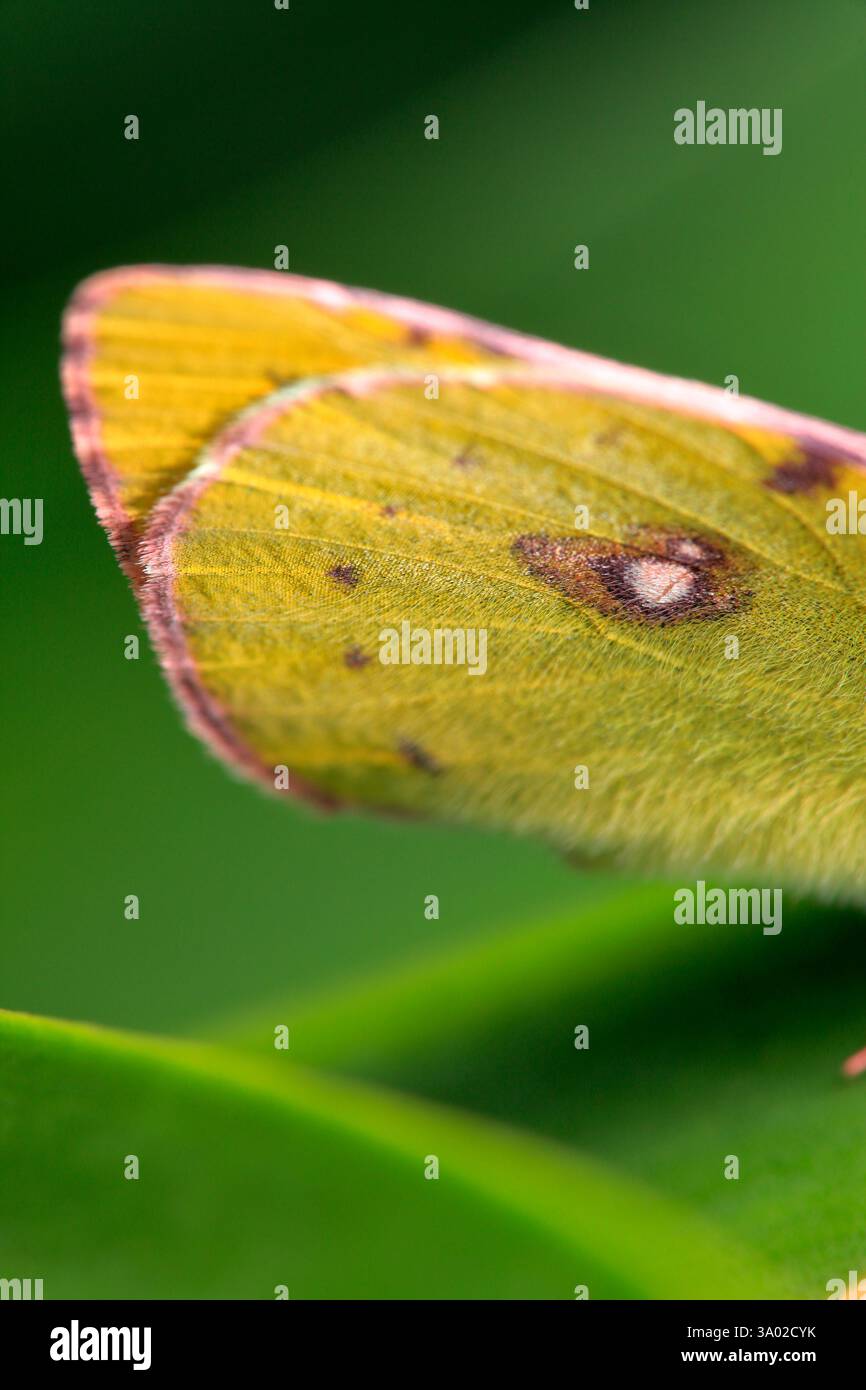 Dettaglio delle ali di una farfalla di colias croceas Foto Stock