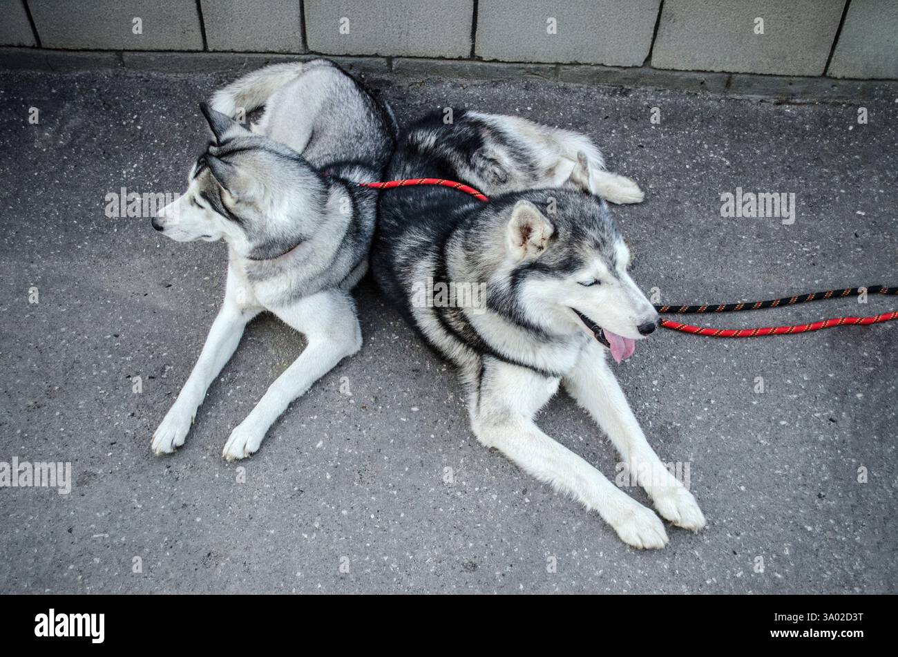 Due husky siberiani giacciono su un terreno urbano di cemento, collegato da un guinzaglio rosso. I colori neutri dominano, evidenziando la loro postura rilassata. Ambiente urbano Foto Stock