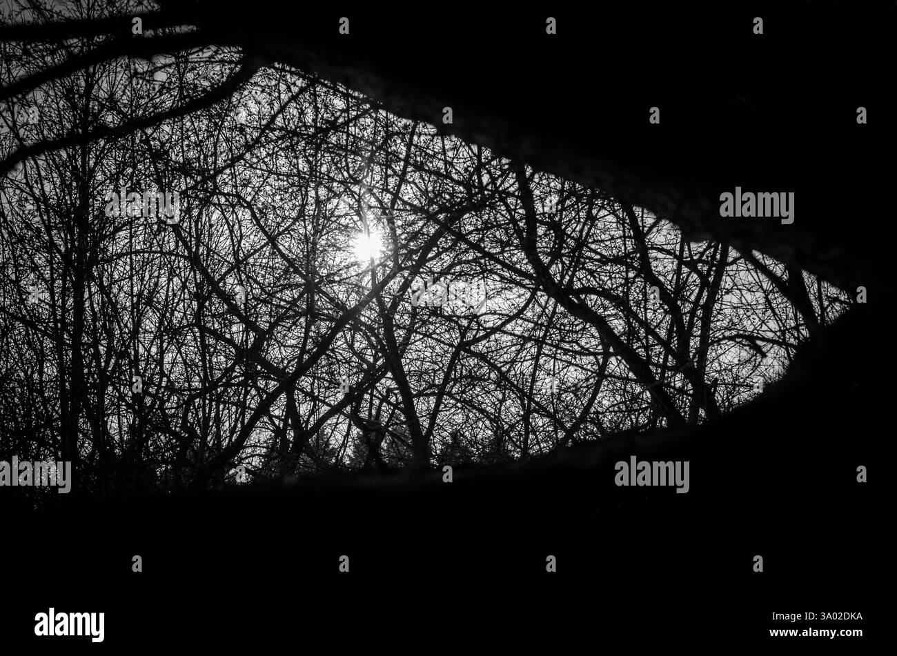 I rami senza fronzoli attraversano il cielo, sagomati dal sole brillante. Le tonalità del bianco e nero evocano un'atmosfera acuta e inquietante. Vista attraverso un triangolo unico Foto Stock