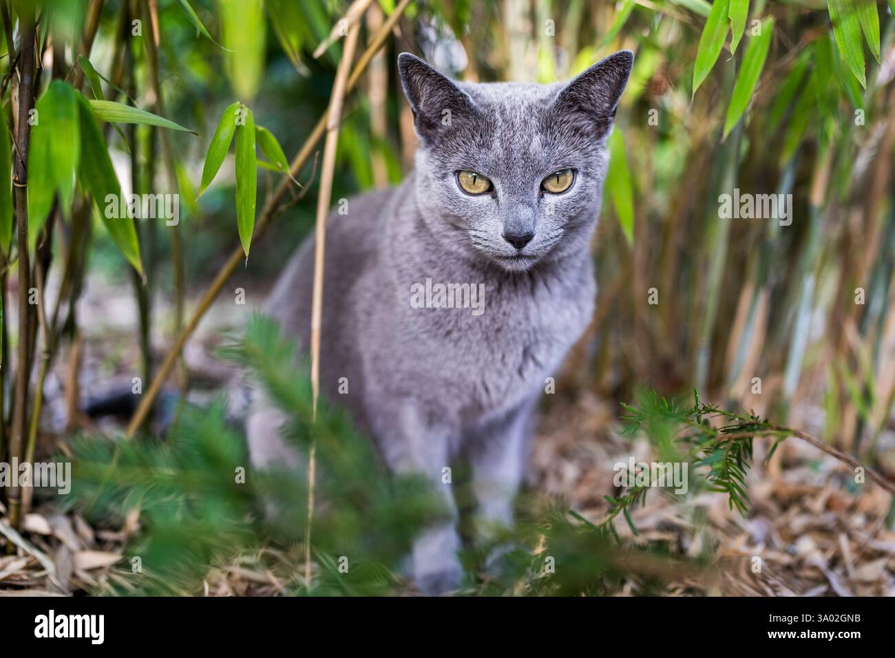 Gatto grigio in giardino Foto Stock