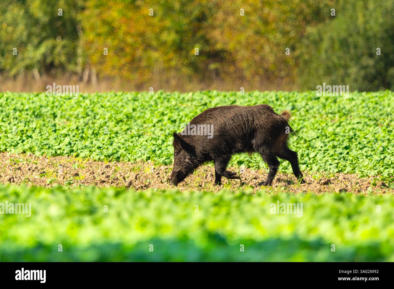 Un grande cinghiale cammina e sniffa attraverso un campo di piante verdi Foto Stock