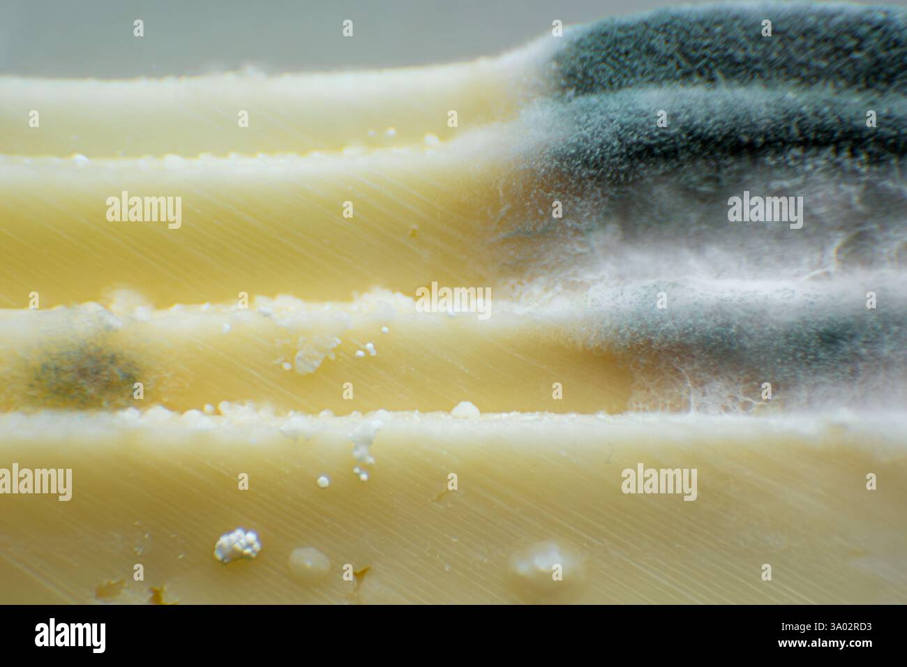 Macro primo piano di Mold Growing on Cheese - texture dettagliate e modelli fungini sugli alimenti Foto Stock