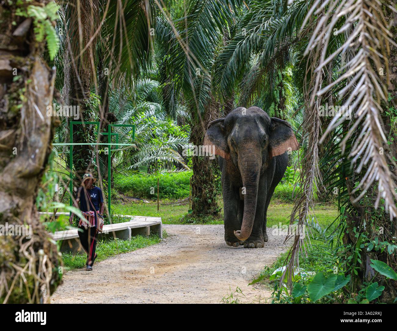 Santuario degli elefanti indiani Khao Sok. Elefante indiano (Elephas maximus indicus) Foto Stock